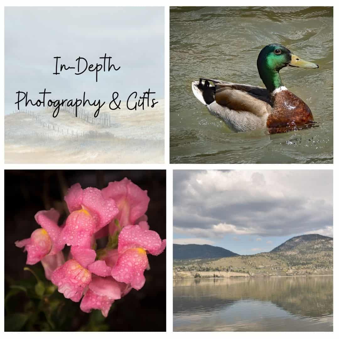 In-Depth Photography & Gifts