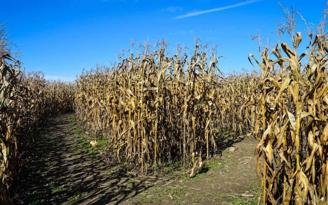 Getting Lost – 4 Kelowna Corn Mazes You Need To Check Out This October