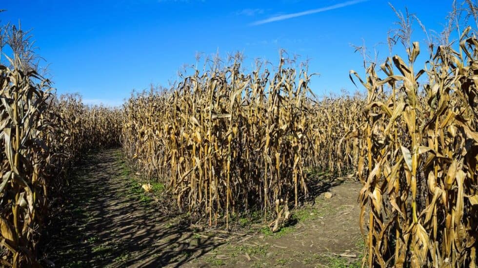 Getting Lost 4 Kelowna Corn Mazes You Need To Check Out This October