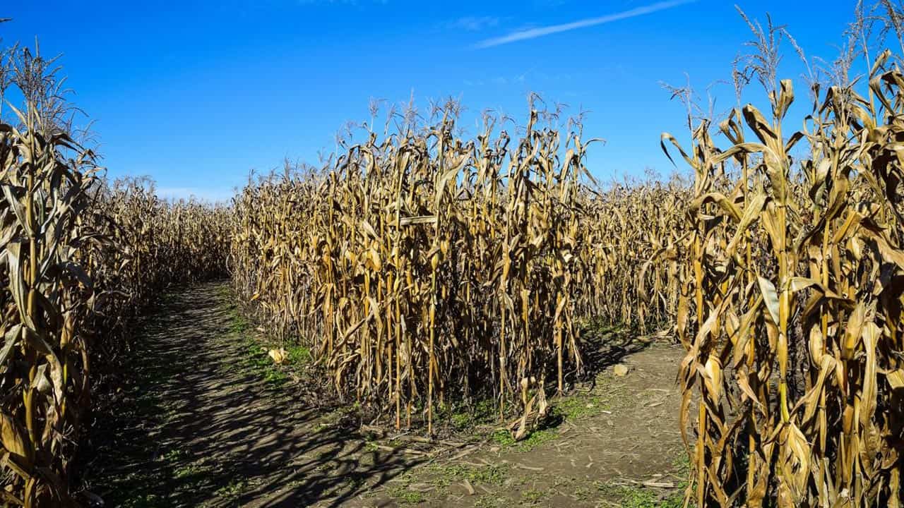CornMazeCover